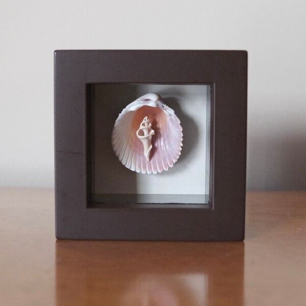 Seashell Shadowbox Miniature Gift for Him