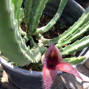 2 Bare root plants of Stapelia gigantea, Zulu Giant, Carrion Flower, or Star Fish Flower for sale. image 6