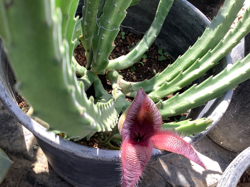 2 Bare root plants of Stapelia gigantea, Zulu Giant, Carrion Flower, or Star Fish Flower for sale. image 6