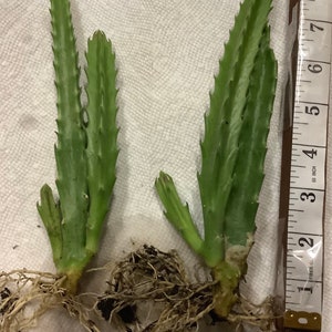 2 Bare root plants of Stapelia gigantea, Zulu Giant, Carrion Flower, or Star Fish Flower for sale. image 4
