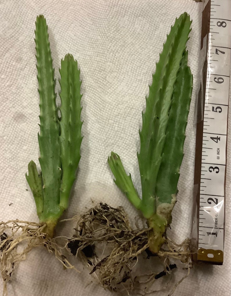 2 Bare root plants of Stapelia gigantea, Zulu Giant, Carrion Flower, or Star Fish Flower for sale. image 4