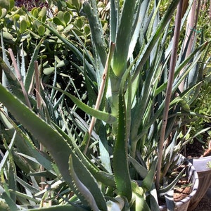 2 plants of Climbing Aloe, Aloiampelos ciliaris, aka Aloe ciliaris, bare root 12 inches in length. image 9