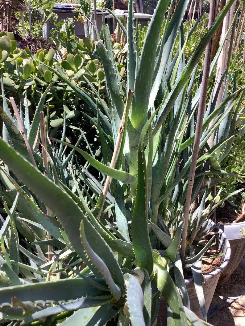 2 plants of Climbing Aloe, Aloiampelos ciliaris, aka Aloe ciliaris, bare root 12 inches in length. image 9