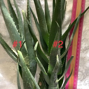 2 plants of Climbing Aloe, Aloiampelos ciliaris, aka Aloe ciliaris, bare root 12 inches in length. image 3