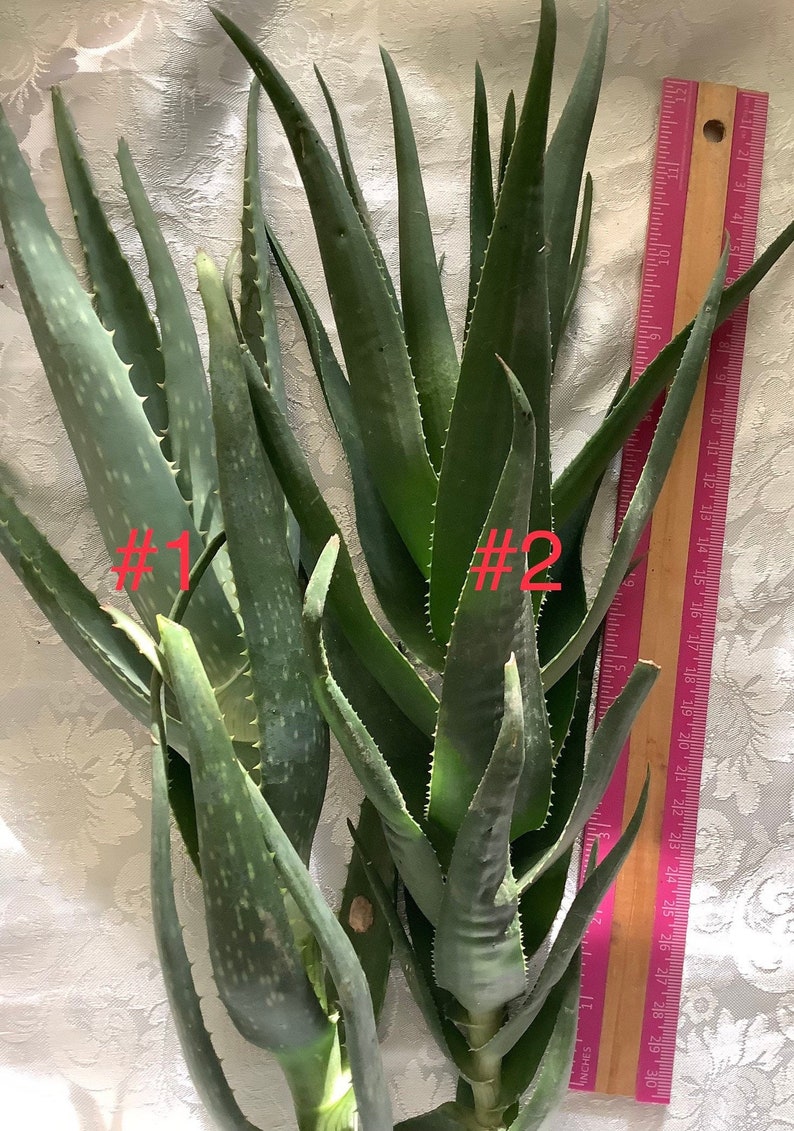 2 plants of Climbing Aloe, Aloiampelos ciliaris, aka Aloe ciliaris, bare root 12 inches in length. image 3