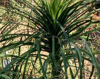 1 Ponytail Palm Plants (Beaucarnea Recurvata) for sale