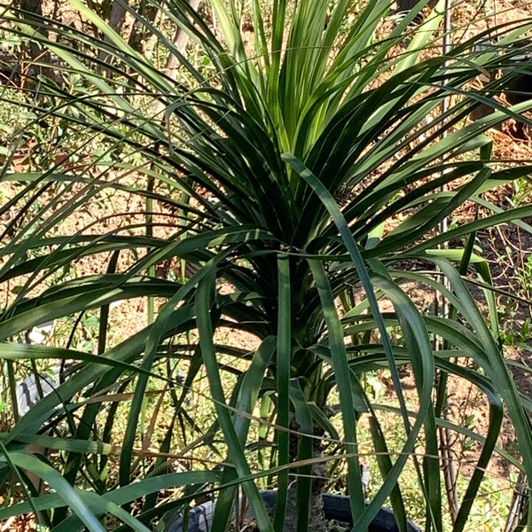 1 Ponytail Palm Plants (Beaucarnea Recurvata) for sale