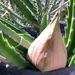 2 Bare root plants of Stapelia gigantea, Zulu Giant, Carrion Flower, or Star Fish Flower for sale. image 8