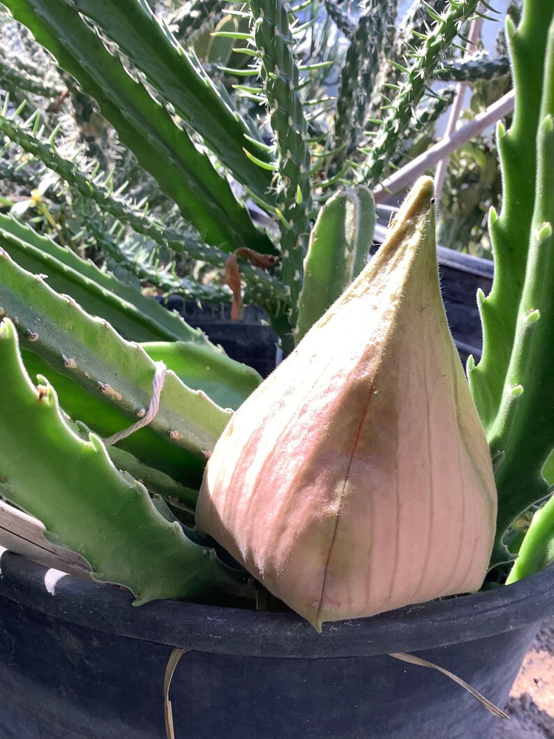 2 Bare root plants of Stapelia gigantea, Zulu Giant, Carrion Flower, or Star Fish Flower for sale. image 8