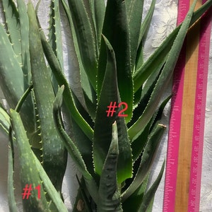 2 plants of Climbing Aloe, Aloiampelos ciliaris, aka Aloe ciliaris, bare root 12 inches in length. image 4