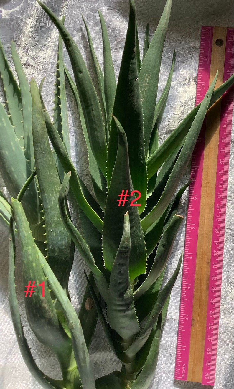 2 plants of Climbing Aloe, Aloiampelos ciliaris, aka Aloe ciliaris, bare root 12 inches in length. image 4