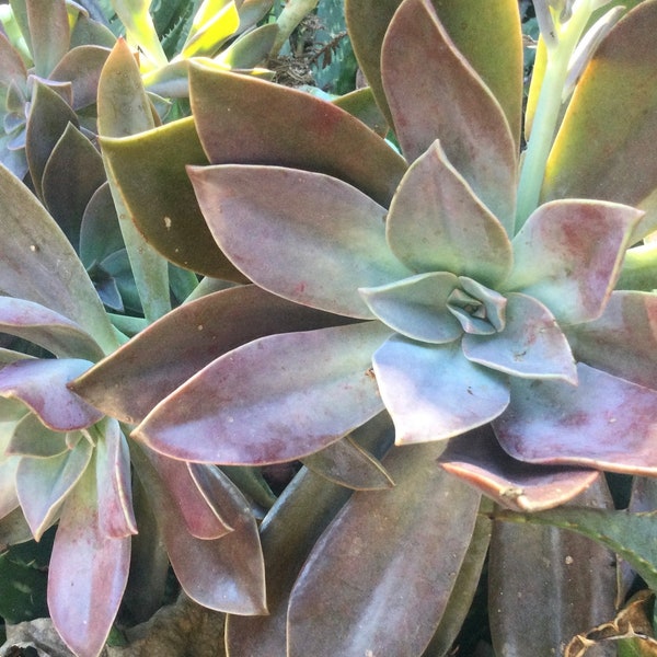 2 Cuttings of Graptoveria Fred Ives (Large)