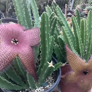 2 Bare root plants of Stapelia gigantea, Zulu Giant, Carrion Flower, or Star Fish Flower for sale. image 1