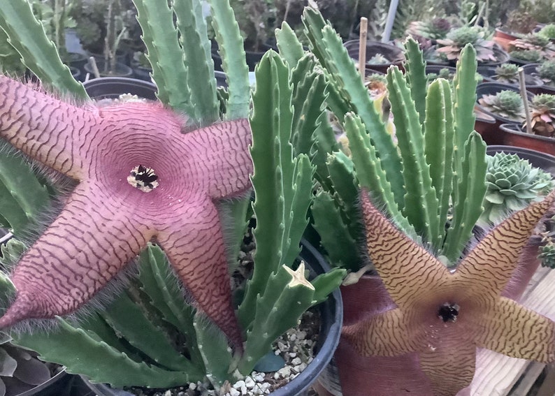 2 Bare root plants of Stapelia gigantea, Zulu Giant, Carrion Flower, or Star Fish Flower for sale. image 1