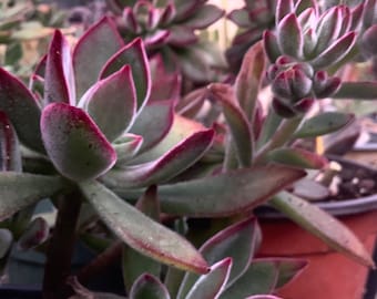 Four cuttings of Chenille plant, or Echeveria pulvinata Echeveria harmsii, or Ruby Slipper for sale  sale