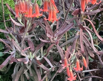 4 cuttings of Cotyledon orbiculata (var. flanaganii) .