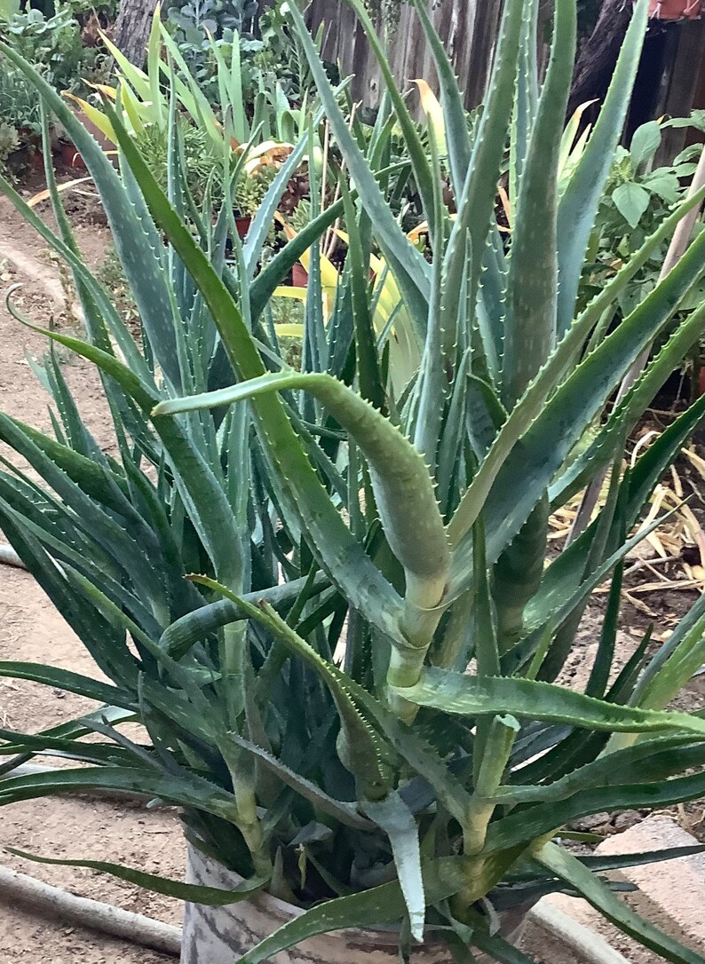 2 plants of Climbing Aloe, Aloiampelos ciliaris, aka Aloe ciliaris, bare root 12 inches in length. image 5