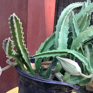 2 Bare root plants of Stapelia gigantea, Zulu Giant, Carrion Flower, or Star Fish Flower for sale. image 5