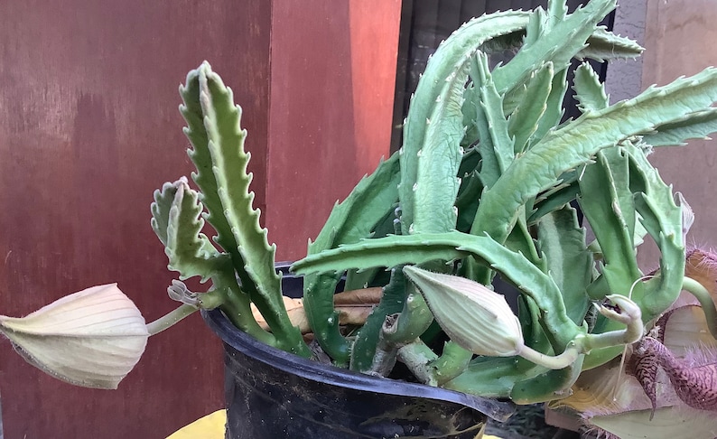 2 Bare root plants of Stapelia gigantea, Zulu Giant, Carrion Flower, or Star Fish Flower for sale. image 5