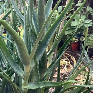 2 plants of Climbing Aloe, Aloiampelos ciliaris, aka Aloe ciliaris, bare root 12 inches in length. image 7