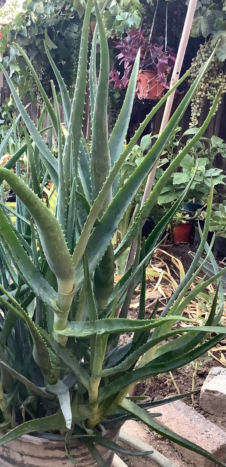 2 plants of Climbing Aloe, Aloiampelos ciliaris, aka Aloe ciliaris, bare root 12 inches in length. image 7