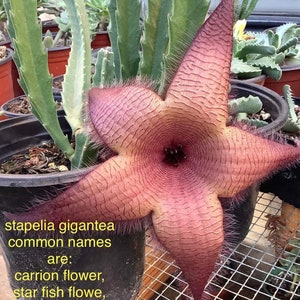 2 Bare root plants of Stapelia gigantea, Zulu Giant, Carrion Flower, or Star Fish Flower for sale. image 7