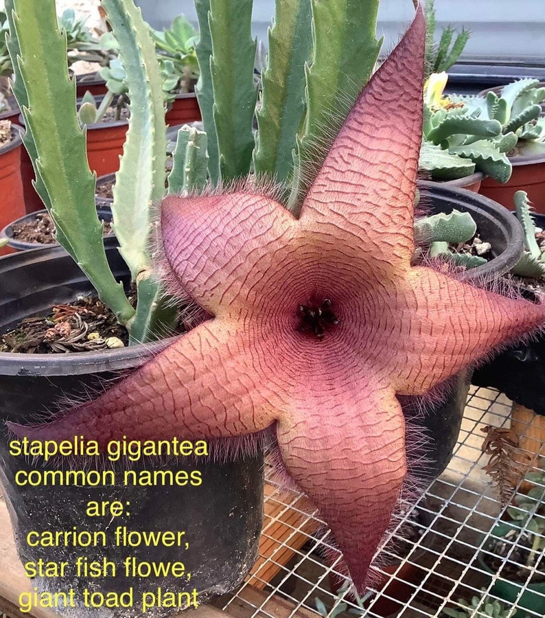 2 Bare root plants of Stapelia gigantea, Zulu Giant, Carrion Flower, or Star Fish Flower for sale. image 7