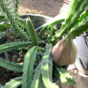 2 Bare root plants of Stapelia gigantea, Zulu Giant, Carrion Flower, or Star Fish Flower for sale. image 9