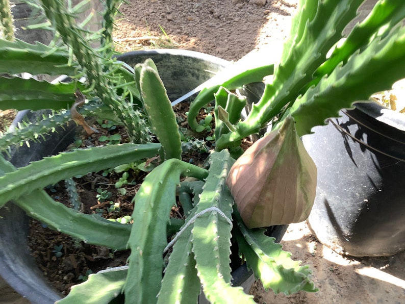 2 Bare root plants of Stapelia gigantea, Zulu Giant, Carrion Flower, or Star Fish Flower for sale. image 9