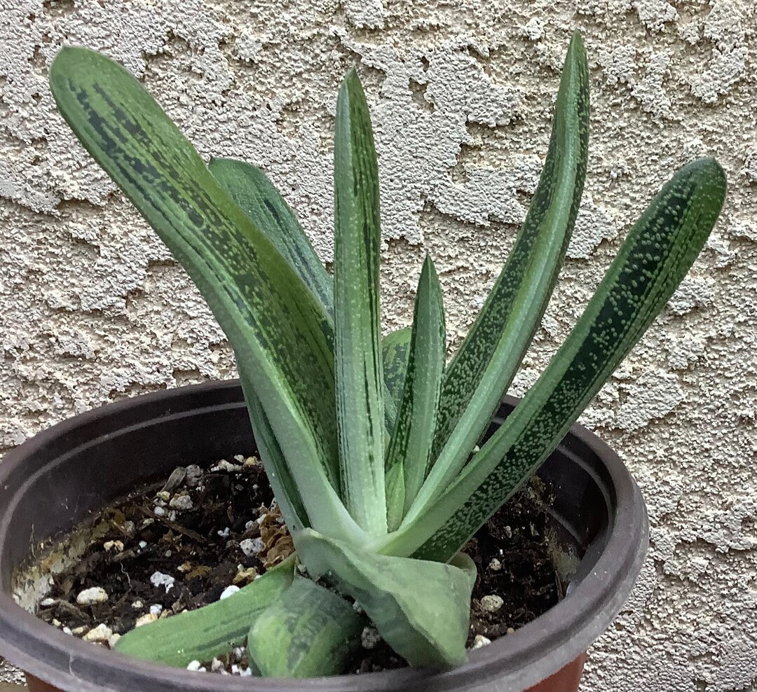 Gasteria “little Warty” - Etsy