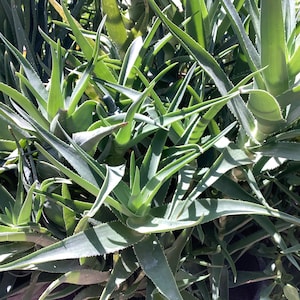 2 plants of Climbing Aloe, Aloiampelos ciliaris, aka Aloe ciliaris, bare root 12 inches in length. image 1