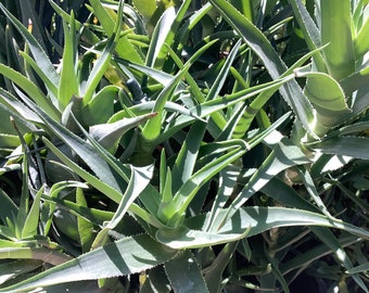 2 plants of Climbing Aloe, Aloiampelos ciliaris, aka Aloe ciliaris, bare root  12 inches in length.