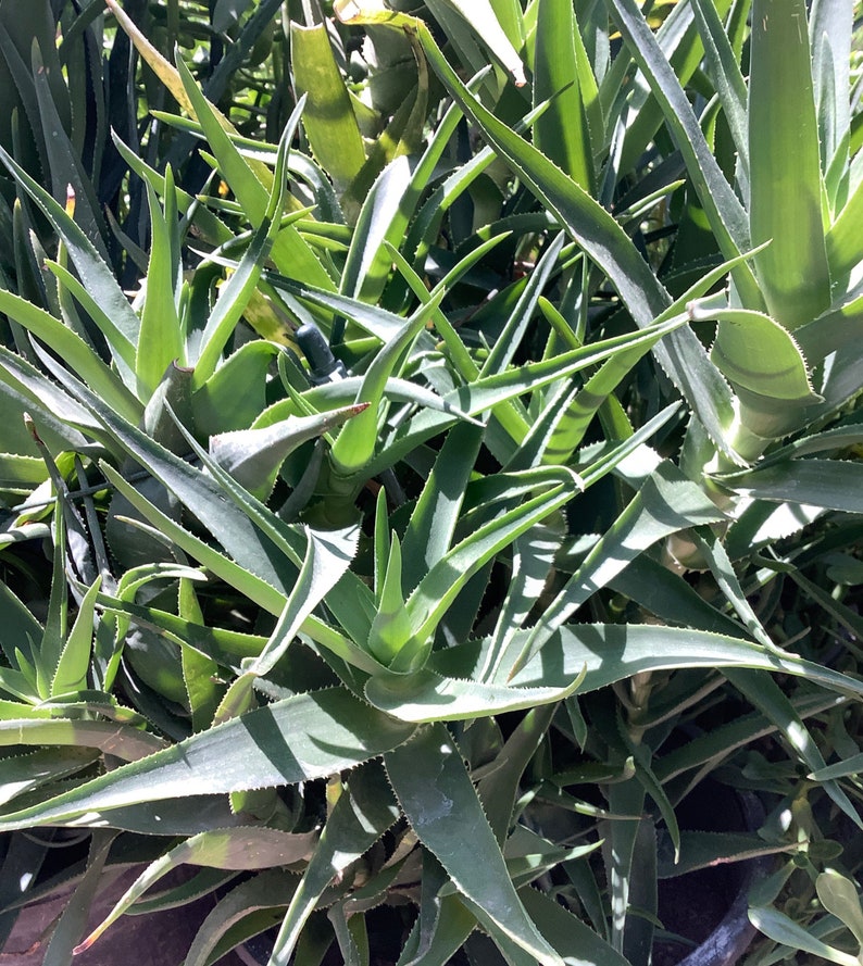 2 plants of Climbing Aloe, Aloiampelos ciliaris, aka Aloe ciliaris, bare root 12 inches in length. image 1