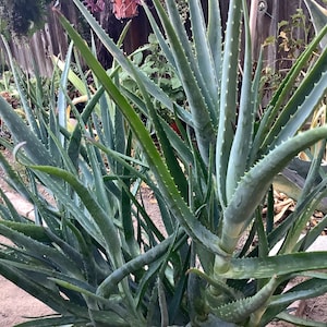 2 plants of Climbing Aloe, Aloiampelos ciliaris, aka Aloe ciliaris, bare root 12 inches in length. image 2