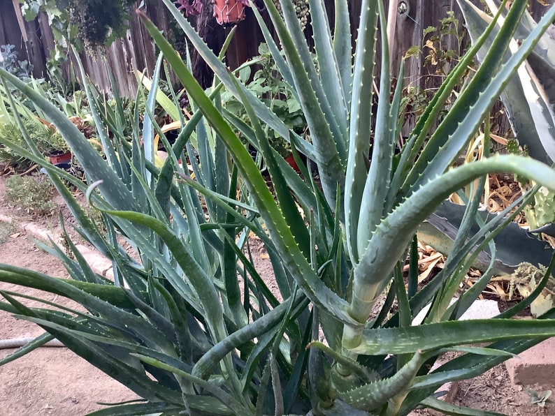 2 plants of Climbing Aloe, Aloiampelos ciliaris, aka Aloe ciliaris, bare root 12 inches in length. image 2