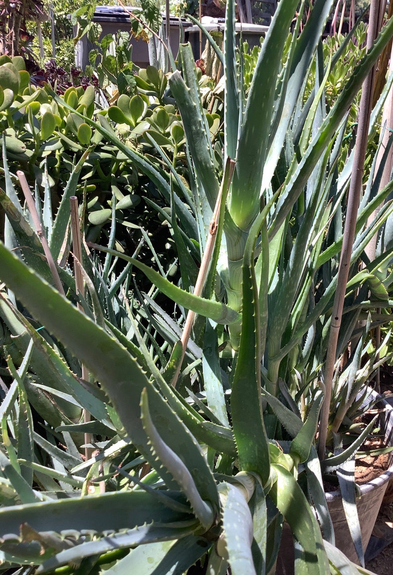 2 plants of Climbing Aloe, Aloiampelos ciliaris, aka Aloe ciliaris, bare root 12 inches in length. image 6