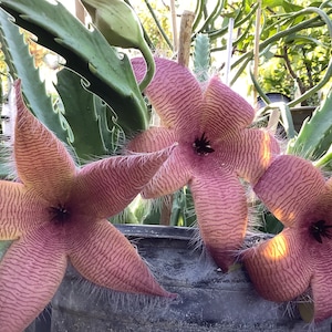 2 Bare root plants of Stapelia gigantea, Zulu Giant, Carrion Flower, or Star Fish Flower for sale. image 2