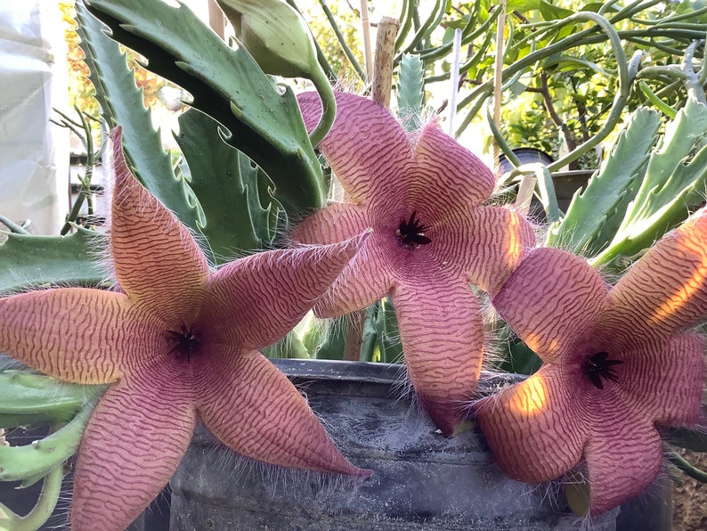 2 Bare root plants of Stapelia gigantea, Zulu Giant, Carrion Flower, or Star Fish Flower for sale. image 2
