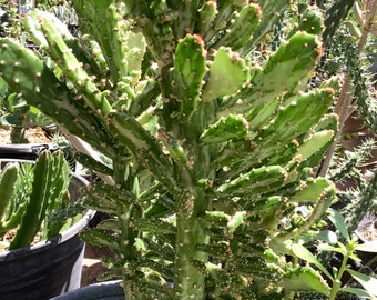 Joseph’s Coat Variegated aka Opuntia monacantha f. monstruosa variegata