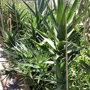 2 plants of Climbing Aloe, Aloiampelos ciliaris, aka Aloe ciliaris, bare root 12 inches in length. image 8