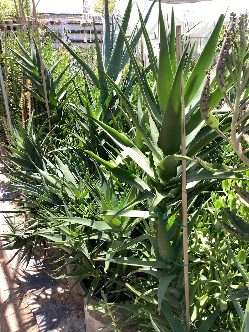 2 plants of Climbing Aloe, Aloiampelos ciliaris, aka Aloe ciliaris, bare root 12 inches in length. image 8