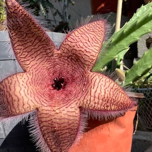 2 Bare root plants of Stapelia gigantea, Zulu Giant, Carrion Flower, or Star Fish Flower for sale. image 3