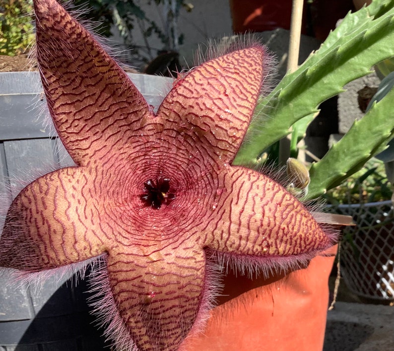 2 Bare root plants of Stapelia gigantea, Zulu Giant, Carrion Flower, or Star Fish Flower for sale. image 3