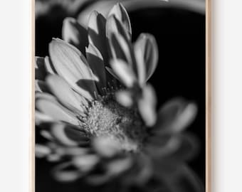 白黒の花 | マクロ写真 | 自然プリント | 即時ダウンロード
