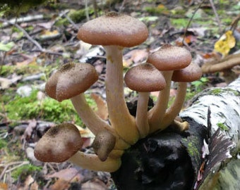 Honey Mushroom    Strains D-L  |  OVER 200 Fresh lab created mycelium mushroom cultures w/24K Gold Infusion
