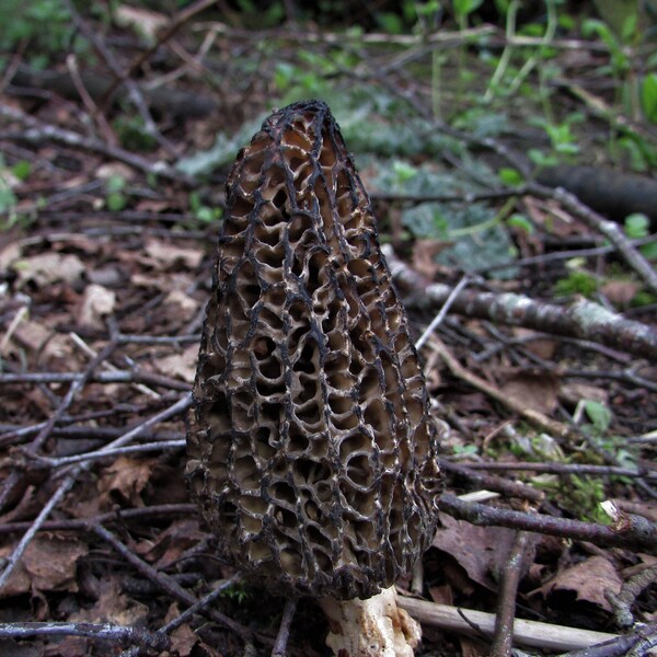 Morel Mushroom Mycelium Etsy