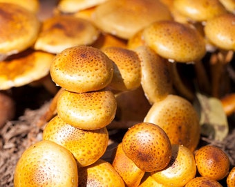 Nameko  Mushroom |  Strains M-R  |  OVER 200 Fresh lab created mycelium mushroom cultures w/24K Gold Infusion