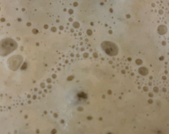 1000 Years Old Italy sourdough starter
