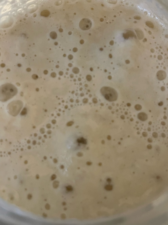 1000 year old Italy Organic sourdough starter culture