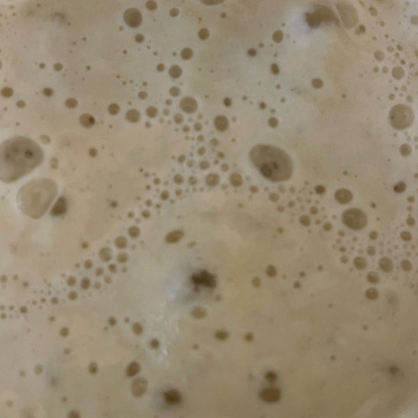 Cultivo iniciador de masa madre orgánica italiana de 1000 años de antigüedad